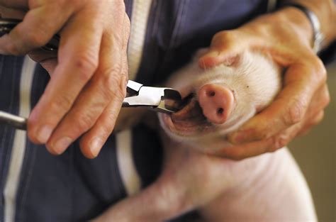 Outils pour l'épointage des dents de porcelets