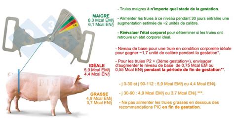 Schéma des tétines d'une truie