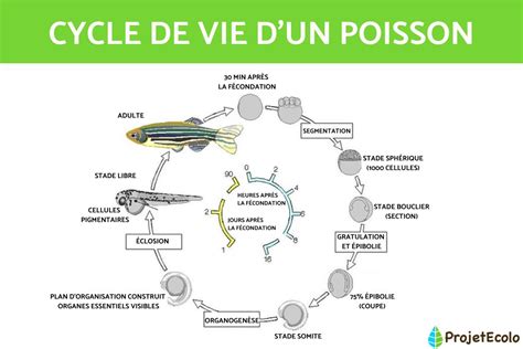 Diagramme du cycle de vie d'un parasite intestinal du porc