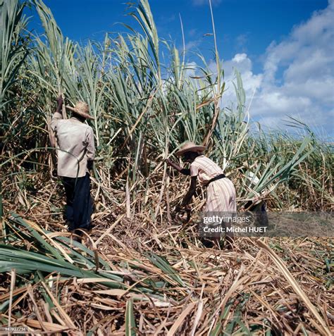 Plantation de canne à sucre