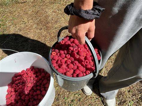 cueillette fruits rouges Charavines (image illustrative)