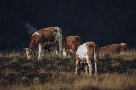 Champ de prairie avec des vaches paissant