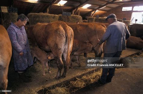 Veau élevé sous la mère dans une étable