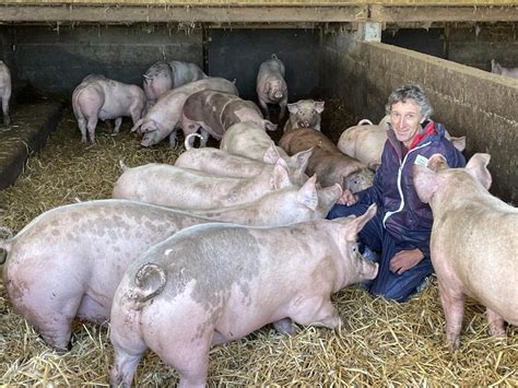 Porc en liberté dans un enclos
