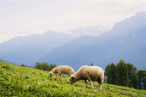 Élevage ovin dans un paysage de campagne