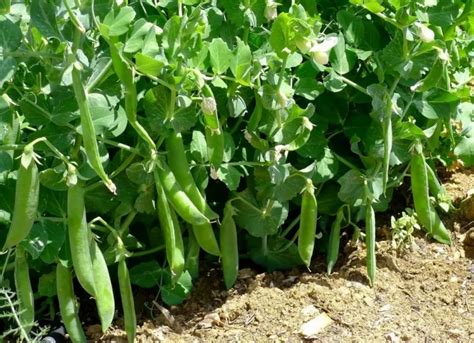 Champ de petits pois en pleine croissance