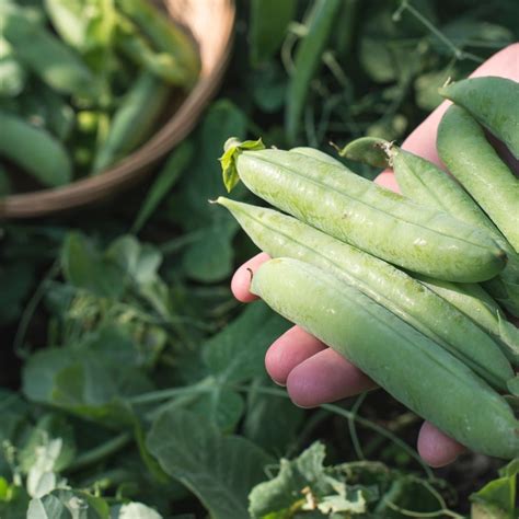 Différentes variétés de gousses de petits pois