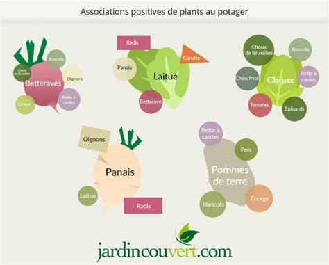 Schéma des associations favorables au potager