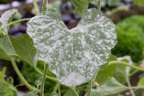 Illustration des symptômes de l'oïdium sur les feuilles de pois