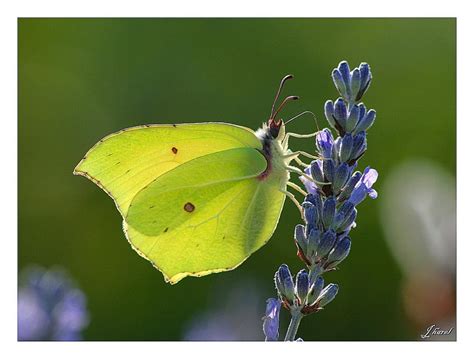 Papillon Citron