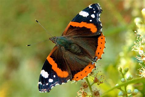 Papillon Vulcain