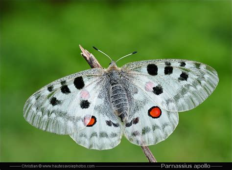 Papillon Apollon