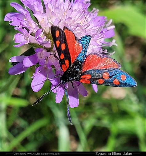 Zygaena filipendulae (Zygène de la Filipendule)