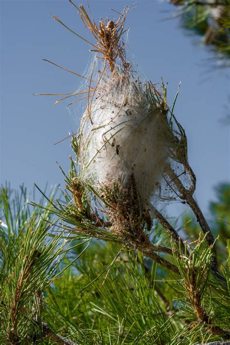 Nid de chenilles d'Hyponomeute