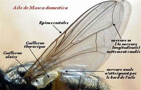 Détail des ailes d'une Zygène