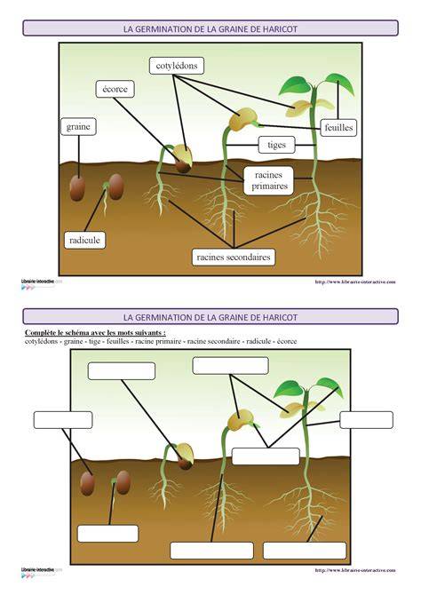 Schéma des étapes d'infusion et d'extraction des graines