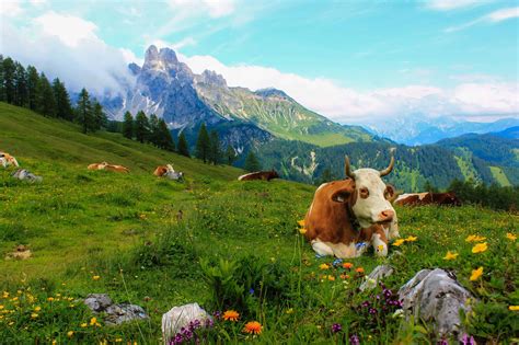 Paysage de la Gruyère avec vaches