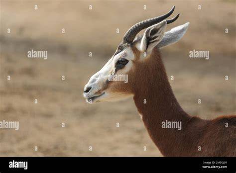 images/corne_gazelle_maghreb.jpg