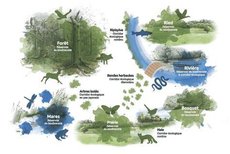 Carte des corridors de biodiversité dans des plantations de cacao en agroforesterie