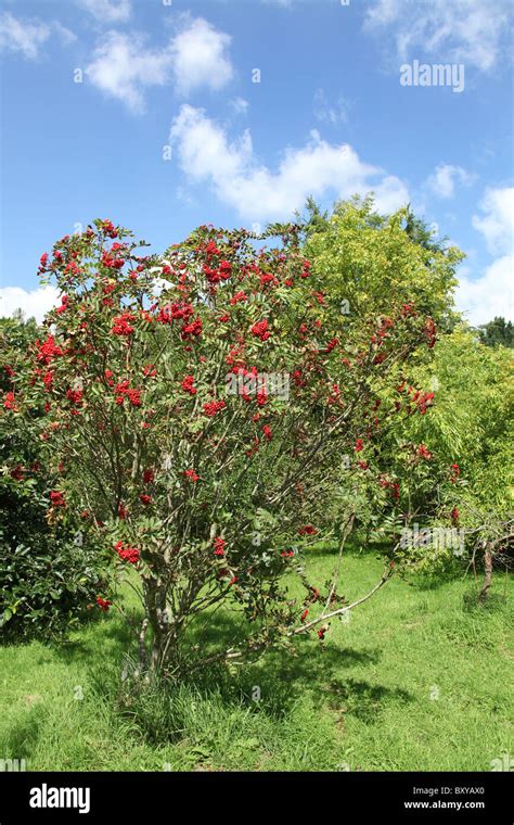 Arboretum de fruits rouges