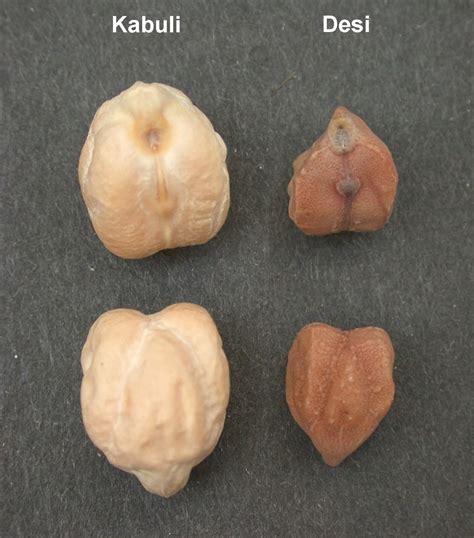 Diagramme comparant les variétés de pois chiches Kabuli et Desi