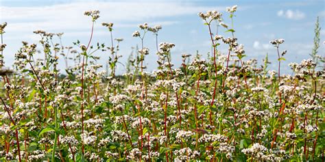 Champ de sarrasin en Bretagne
