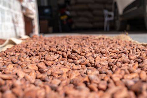 Schéma du processus bean-to-bar: de la fève à la tablette
