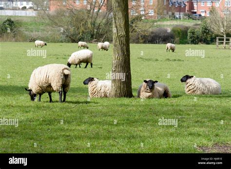 Moutons paissant dans la campagne britannique